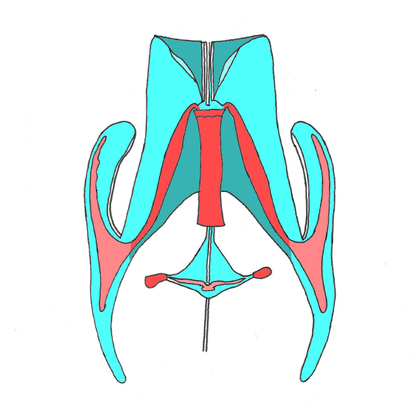 syst ventricul-dessous systeme ventriculaire avec ses plexus sonothérapie lyon - thérapie manuelle cranio sacralechoroides vue de dessous