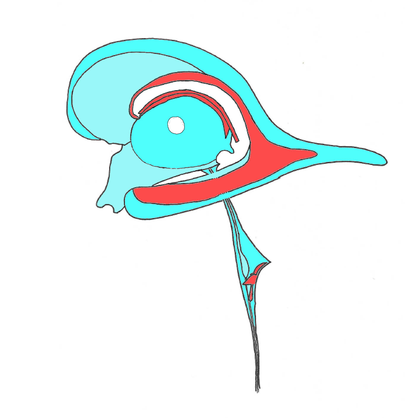 system ventriculaire+plexus choroides systeme ventriculaire avec ses plexus choroides vue de profil thérapie manuelle craniosonic, sonothérapie lyon, methode hollistique soin vibratoire, diapason, OEV, liquide cephallo-rachidien medecine douce et alternative - santé préventive
